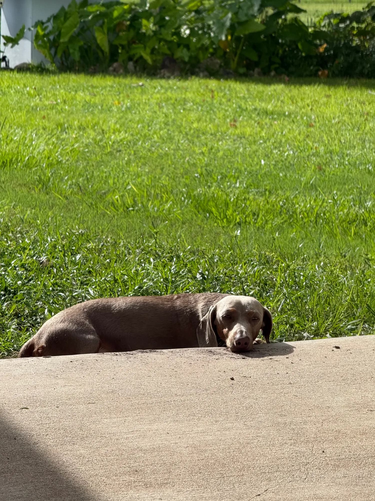 A chocolate Miniature Dachshund resting by the lawn