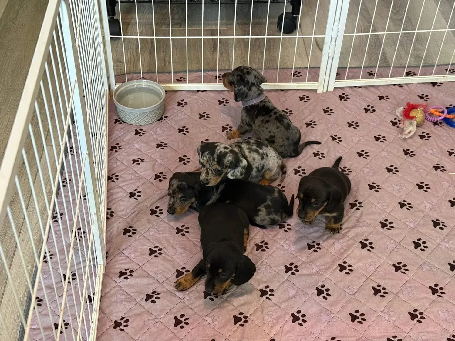Puppies playing in the puppy pen at Irish Rose Acres