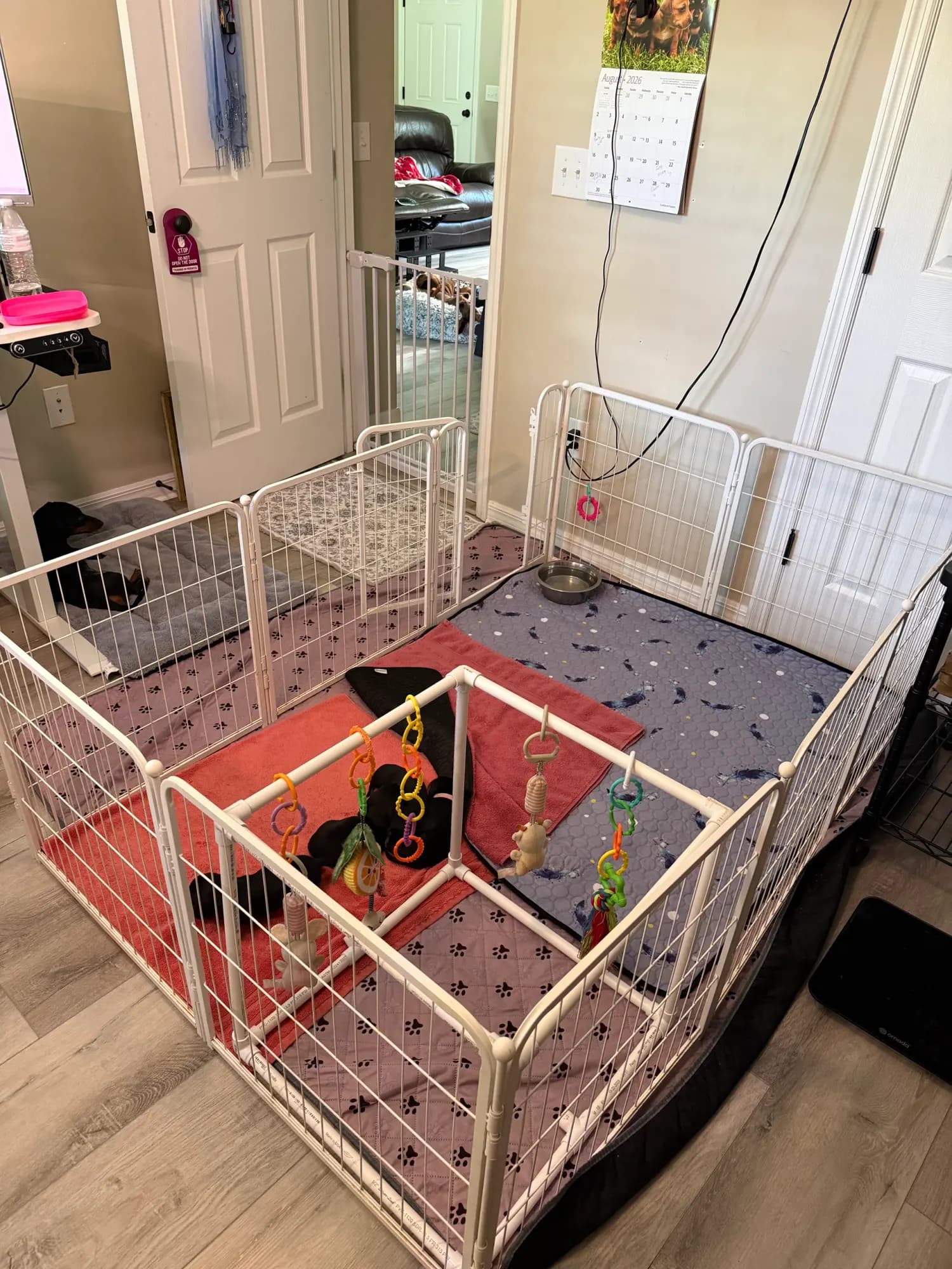 The whelping room and puppy pen inside the house at Irish Rose Acres