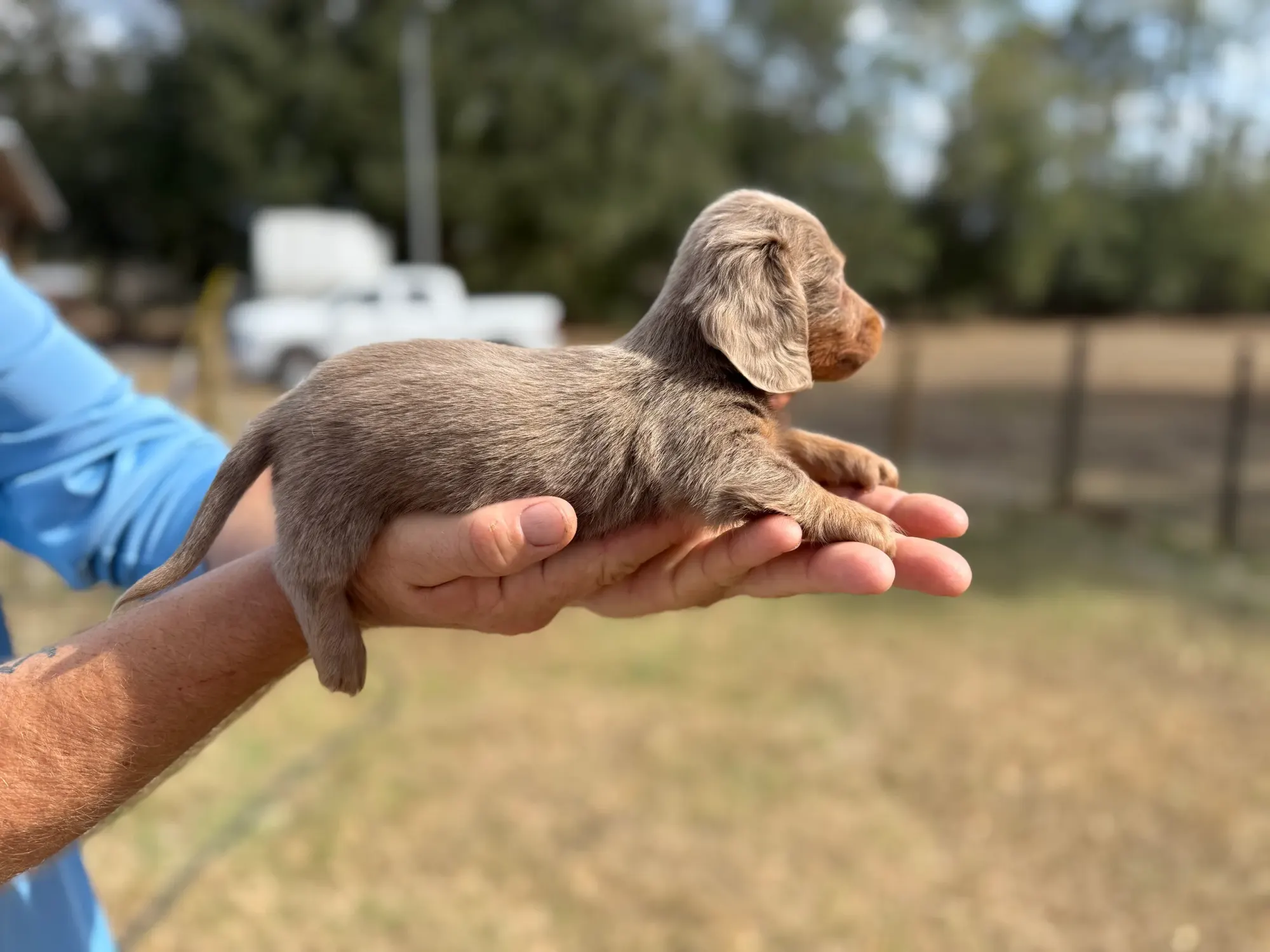 A chocolate Miniature Dachshund puppy held in one hand