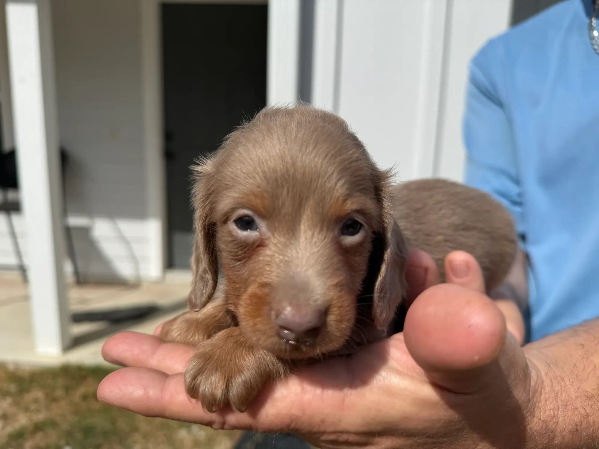 A chocolate Miniature Dachshund puppy held in one hand