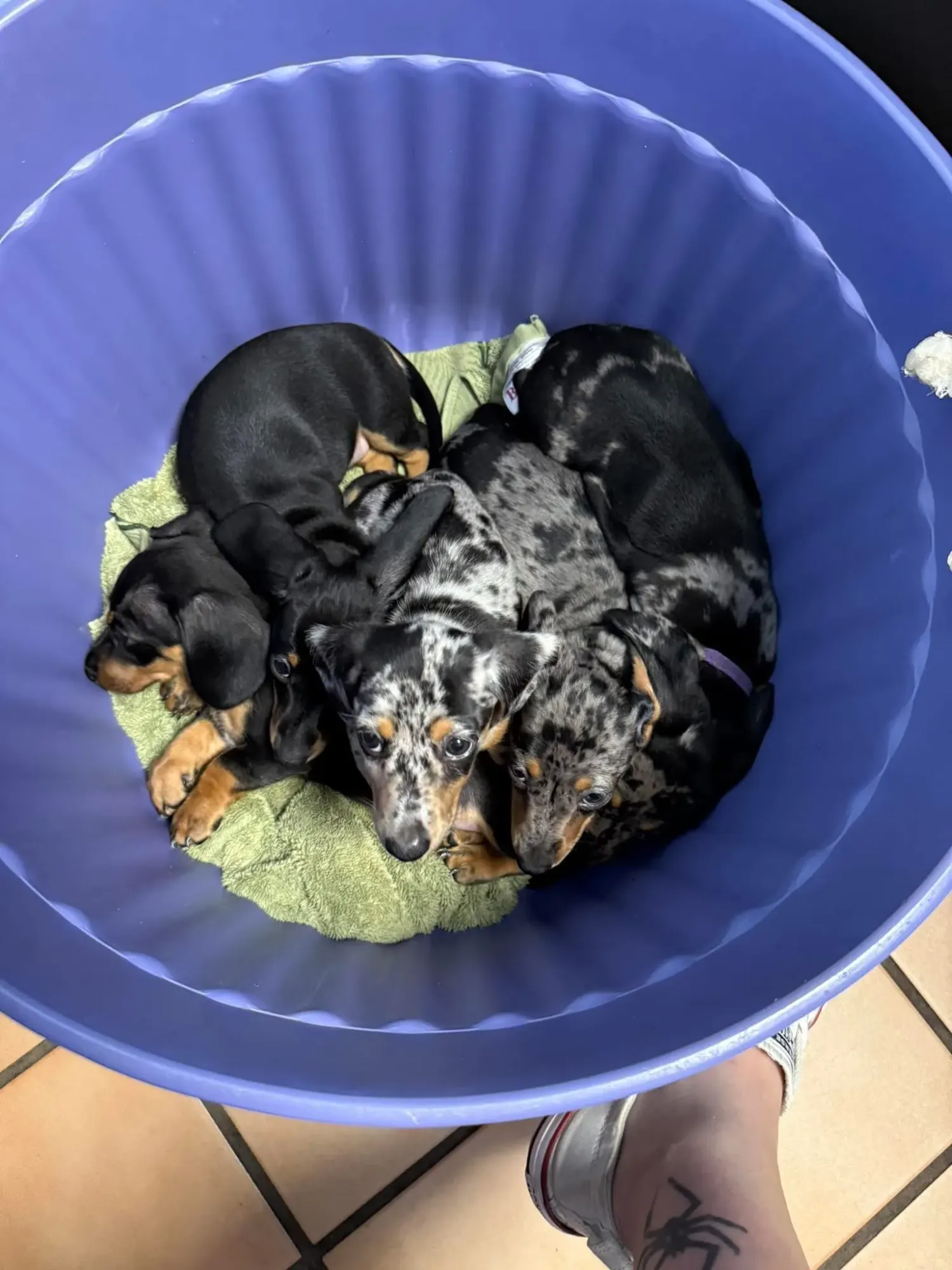 A longhair chocolate Miniature Dachshund puppy