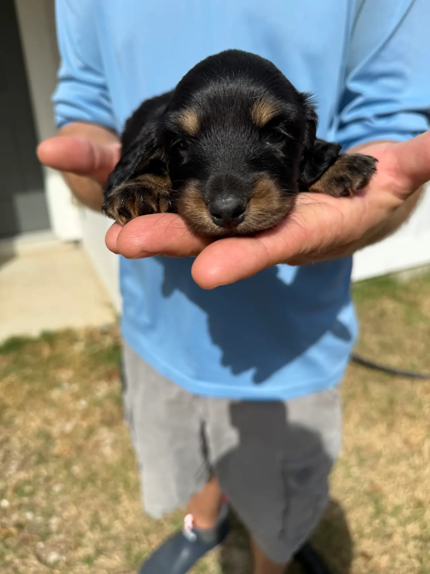 A newborn Miniature Dachshund puppy asleep in a hand