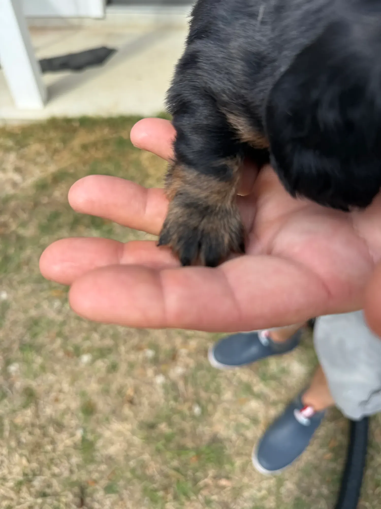 A newborn Miniature Dachshund puppy held over the grass