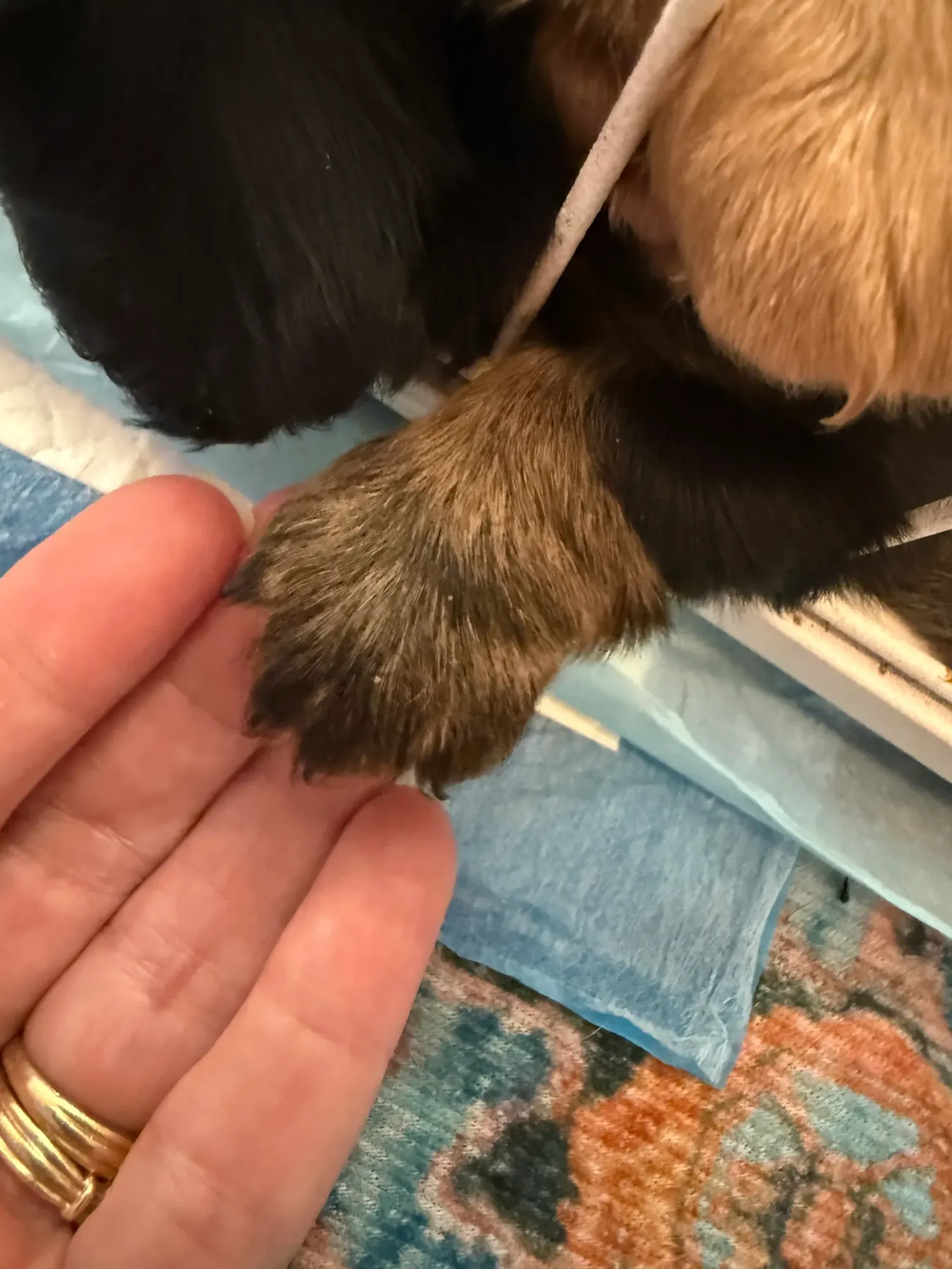 Newborn Miniature Dachshund puppies cupped in two hands