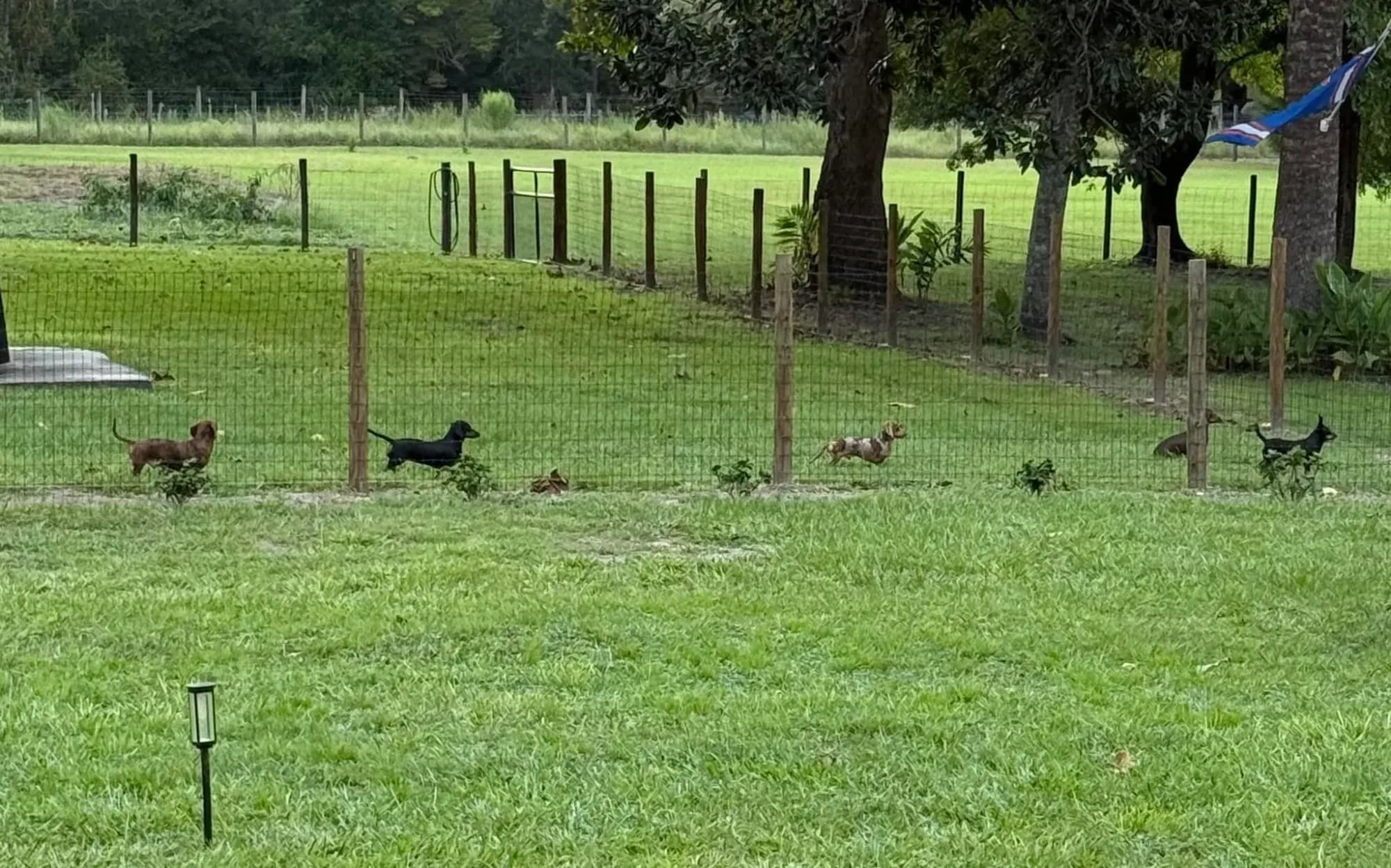 Miniature Dachshunds out on the pasture at Irish Rose Acres in Archer, Florida